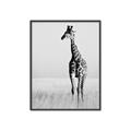 Picture of Through the Grass _GroupedProduct_Rectangle_Portrait_Photography _GroupedProduct_Rectangle_Portrait_Canvas_Framed_