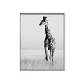 Picture of Through the Grass _GroupedProduct_Rectangle_Portrait_Photography _GroupedProduct_Rectangle_Portrait_Canvas_Framed_