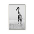 Picture of Through the Grass _GroupedProduct_Rectangle_Portrait_Photography _GroupedProduct_Rectangle_Portrait_Canvas_Framed_
