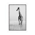 Picture of Through the Grass _GroupedProduct_Rectangle_Portrait_Photography _GroupedProduct_Rectangle_Portrait_Canvas_Framed_