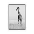 Picture of Through the Grass _GroupedProduct_Rectangle_Portrait_Photography _GroupedProduct_Rectangle_Portrait_Canvas_Framed_