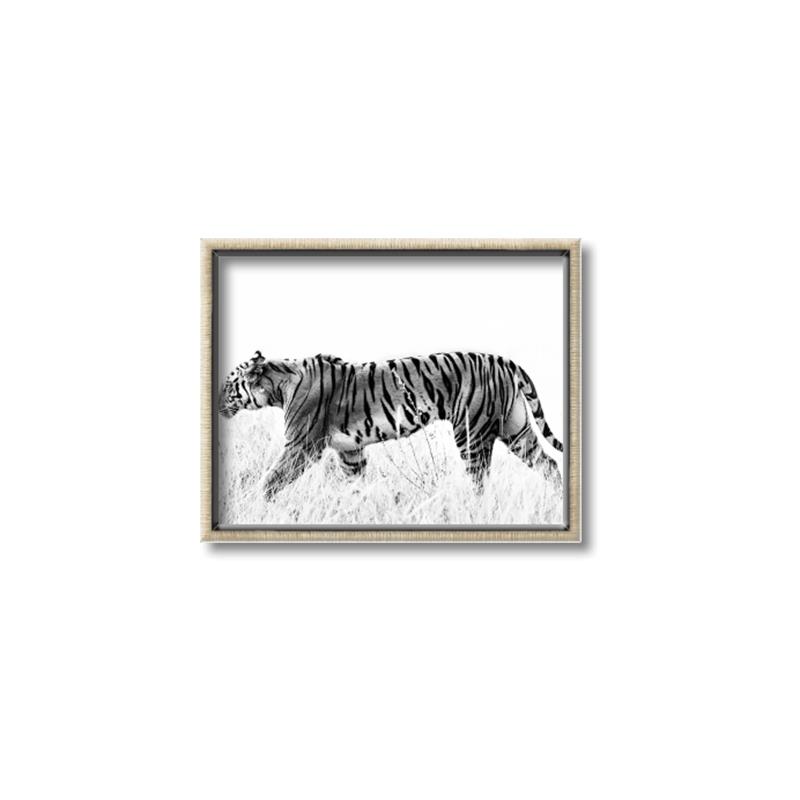 Picture of Tiger Path _GroupedProduct_Rectangle_Landscape_Photography _GroupedProduct_Rectangle_Landscape_Canvas_Framed_