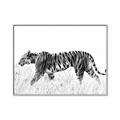 Picture of Tiger Path _GroupedProduct_Rectangle_Landscape_Photography _GroupedProduct_Rectangle_Landscape_Canvas_Framed_