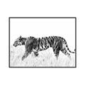 Picture of Tiger Path _GroupedProduct_Rectangle_Landscape_Photography _GroupedProduct_Rectangle_Landscape_Canvas_Framed_