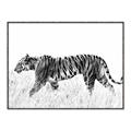 Picture of Tiger Path _GroupedProduct_Rectangle_Landscape_Photography _GroupedProduct_Rectangle_Landscape_Canvas_Framed_