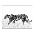 Picture of Tiger Path _GroupedProduct_Rectangle_Landscape_Photography _GroupedProduct_Rectangle_Landscape_Canvas_Framed_