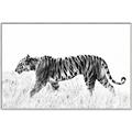 Picture of Tiger Path _GroupedProduct_Rectangle_Landscape_Photography _GroupedProduct_Rectangle_Landscape_Canvas_Framed_