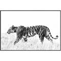 Picture of Tiger Path _GroupedProduct_Rectangle_Landscape_Photography _GroupedProduct_Rectangle_Landscape_Canvas_Framed_