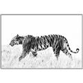 Picture of Tiger Path _GroupedProduct_Rectangle_Landscape_Photography _GroupedProduct_Rectangle_Landscape_Canvas_Framed_