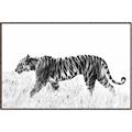 Picture of Tiger Path _GroupedProduct_Rectangle_Landscape_Photography _GroupedProduct_Rectangle_Landscape_Canvas_Framed_