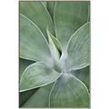 Picture of Up Close & Green _GroupedProduct_Rectangle_Portrait_Photography _GroupedProduct_Rectangle_Portrait_Canvas_Framed_