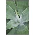 Picture of Up Close & Green _GroupedProduct_Rectangle_Portrait_Photography _GroupedProduct_Rectangle_Portrait_Canvas_Framed_