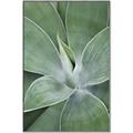 Picture of Up Close & Green _GroupedProduct_Rectangle_Portrait_Photography _GroupedProduct_Rectangle_Portrait_Canvas_Framed_