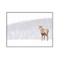 Picture of Winter Stag _GroupedProduct_Rectangle_Landscape_Canvas_Framed_