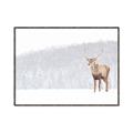 Picture of Winter Stag _GroupedProduct_Rectangle_Landscape_Canvas_Framed_