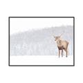 Picture of Winter Stag _GroupedProduct_Rectangle_Landscape_Canvas_Framed_