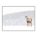 Picture of Winter Stag _GroupedProduct_Rectangle_Landscape_Canvas_Framed_