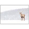 Picture of Winter Stag _GroupedProduct_Rectangle_Landscape_Canvas_Framed_