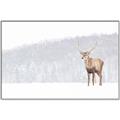 Picture of Winter Stag _GroupedProduct_Rectangle_Landscape_Canvas_Framed_