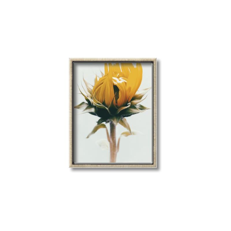 Picture of Yellow Bloom _GroupedProduct_Rectangle_Portrait_Photography _GroupedProduct_Rectangle_Portrait_Canvas_Framed_