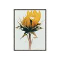 Picture of Yellow Bloom _GroupedProduct_Rectangle_Portrait_Photography _GroupedProduct_Rectangle_Portrait_Canvas_Framed_