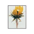 Picture of Yellow Bloom _GroupedProduct_Rectangle_Portrait_Photography _GroupedProduct_Rectangle_Portrait_Canvas_Framed_
