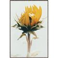 Picture of Yellow Bloom _GroupedProduct_Rectangle_Portrait_Photography _GroupedProduct_Rectangle_Portrait_Canvas_Framed_
