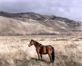 Picture of Lone Horse  _GroupedProduct_Rectangle_Landscape_Photography _GroupedProduct_Rectangle_Landscape_Unframed_Print_Only_