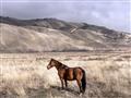 Picture of Lone Horse  _GroupedProduct_Rectangle_Landscape_Photography _GroupedProduct_Rectangle_Landscape_Unframed_Print_Only_