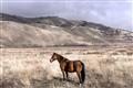 Picture of Lone Horse  _GroupedProduct_Rectangle_Landscape_Photography _GroupedProduct_Rectangle_Landscape_Unframed_Print_Only_