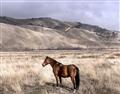 Picture of Lone Horse  _GroupedProduct_Rectangle_Landscape_Photography _GroupedProduct_Rectangle_Landscape_Unframed_Print_Only_