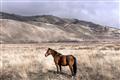 Picture of Lone Horse  _GroupedProduct_Rectangle_Landscape_Photography _GroupedProduct_Rectangle_Landscape_Unframed_Print_Only_