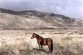 Picture of Lone Horse  _GroupedProduct_Rectangle_Landscape_Photography _GroupedProduct_Rectangle_Landscape_Unframed_Print_Only_