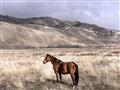 Picture of Lone Horse  _GroupedProduct_Rectangle_Landscape_Photography _GroupedProduct_Rectangle_Landscape_Unframed_Print_Only_