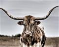 Picture of Longhorn Bull _GroupedProduct_Rectangle_Landscape_Photography _GroupedProduct_Rectangle_Landscape_Unframed_Print_Only_