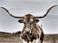 Picture of Longhorn Bull _GroupedProduct_Rectangle_Landscape_Photography _GroupedProduct_Rectangle_Landscape_Unframed_Print_Only_