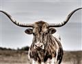Picture of Longhorn Bull _GroupedProduct_Rectangle_Landscape_Photography _GroupedProduct_Rectangle_Landscape_Unframed_Print_Only_