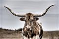 Picture of Longhorn Bull _GroupedProduct_Rectangle_Landscape_Photography _GroupedProduct_Rectangle_Landscape_Unframed_Print_Only_