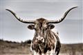 Picture of Longhorn Bull _GroupedProduct_Rectangle_Landscape_Photography _GroupedProduct_Rectangle_Landscape_Unframed_Print_Only_