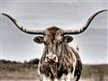 Picture of Longhorn Bull _GroupedProduct_Rectangle_Landscape_Photography _GroupedProduct_Rectangle_Landscape_Unframed_Print_Only_