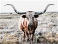 Picture of Longhorn Bull II _GroupedProduct_Rectangle_Landscape_Photography _GroupedProduct_Rectangle_Landscape_Unframed_Print_Only_