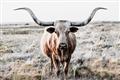 Picture of Longhorn Bull II _GroupedProduct_Rectangle_Landscape_Photography _GroupedProduct_Rectangle_Landscape_Unframed_Print_Only_