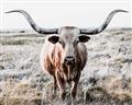 Picture of Longhorn Bull II _GroupedProduct_Rectangle_Landscape_Photography _GroupedProduct_Rectangle_Landscape_Unframed_Print_Only_