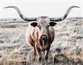 Picture of Longhorn Bull II _GroupedProduct_Rectangle_Landscape_Photography _GroupedProduct_Rectangle_Landscape_Unframed_Print_Only_