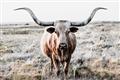 Picture of Longhorn Bull II _GroupedProduct_Rectangle_Landscape_Photography _GroupedProduct_Rectangle_Landscape_Unframed_Print_Only_