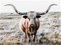 Picture of Longhorn Bull II _GroupedProduct_Rectangle_Landscape_Photography _GroupedProduct_Rectangle_Landscape_Unframed_Print_Only_