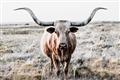 Picture of Longhorn Bull II _GroupedProduct_Rectangle_Landscape_Photography _GroupedProduct_Rectangle_Landscape_Unframed_Print_Only_