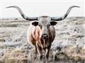 Picture of Longhorn Bull II _GroupedProduct_Rectangle_Landscape_Photography _GroupedProduct_Rectangle_Landscape_Unframed_Print_Only_
