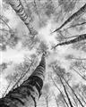 Picture of Look up Birch _GroupedProduct_Rectangle_Portrait_Photography _GroupedProduct_Rectangle_Portrait_Unframed_Print_Only_