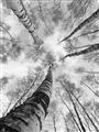 Picture of Look up Birch _GroupedProduct_Rectangle_Portrait_Photography _GroupedProduct_Rectangle_Portrait_Unframed_Print_Only_